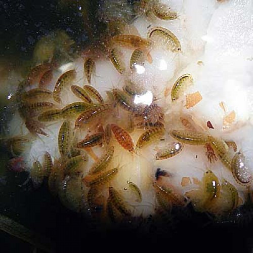 Meksika Karidesi (Hyalella azteca)