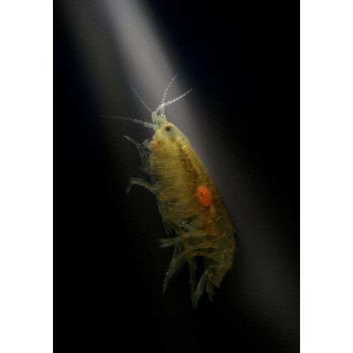 Meksika Karidesi (Hyalella azteca)