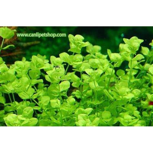 Micranthemum Umbrosum (Bebek Gözyaşı)1 Buket