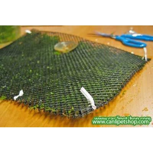 Tel Yeşil (Moss Ve Riccia için) 10x10cm2