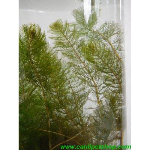 Myriophyllum spicatum 10 kök Tilki Kuyruğu