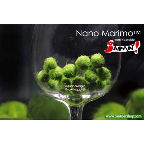 Şans Getiren Marimo Yosun Topu (Moss Ball) 1 Ad Minyatür Çap 2 cm