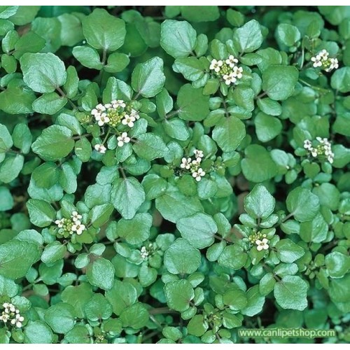 Nasturtium officinale 4 kök Bakımı Kolay