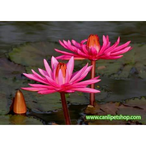 Kırmızı Nilüfer (Nymphaea pubescens Willd )