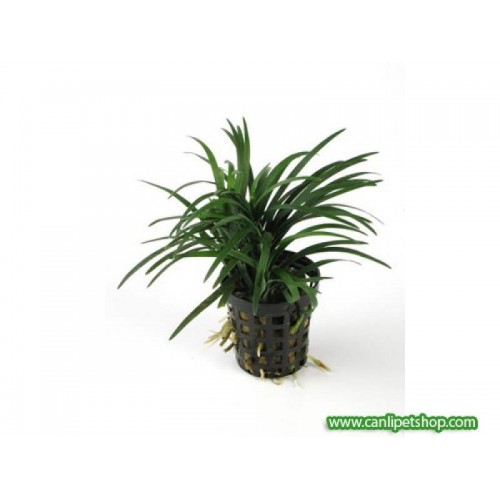 Ophiopogon japonicus Minima Cüce Saz (Zemin) 1 Saksı 3 kök 4-5 Cm