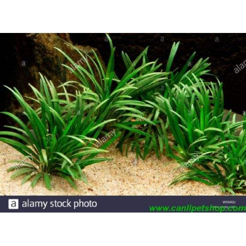 Ophiopogon japonicus Minima Cüce Saz (Zemin Bitkisi) 3 Kök