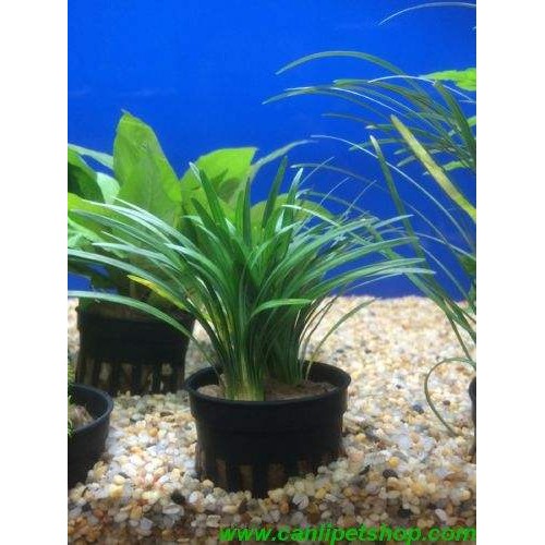 Ophiopogon japonicus Minima Cüce Saz (Zemin) 1 Saksı 3 kök 4-5 Cm