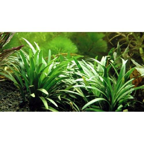 Ophiopogon japonicus Minima Cüce Saz (Zemin Bitkisi) 3 Kök