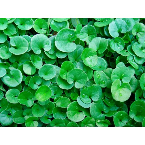 Dichondra repens 1 Kap 30-40 Kök