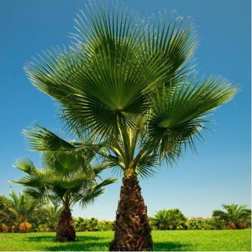 Palmiye Ağacı Fidanı 30-50 cm 1 Adet