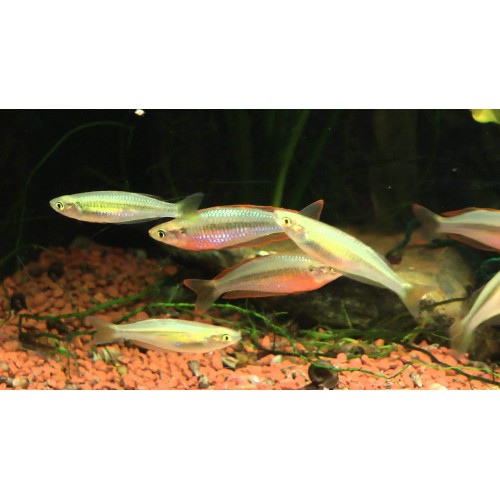 Gökkuşağı Parkinson Rainbow 1 Ad 3-4 Cm