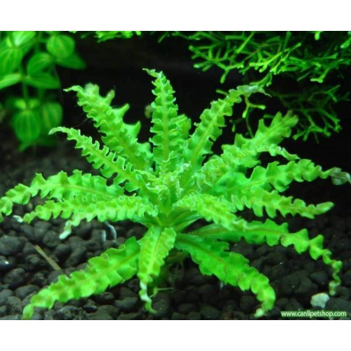 Pogostemon helferi 1 kap