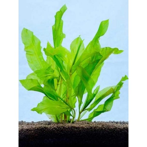 Potamogeton lucens Alg Önleyici Bitki 1 Saksı