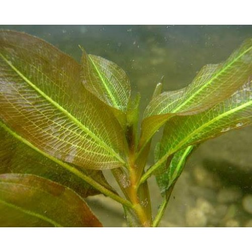 Potamogeton lucens Alg Önleyici Bitki 1 Saksı