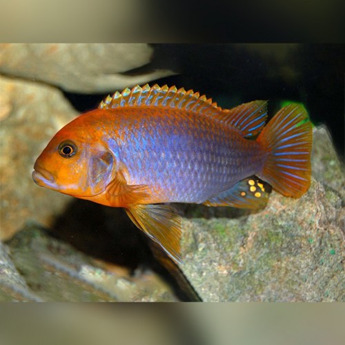 Prenses Kırmızı Ciklet 1 Ad 5-6 Cm