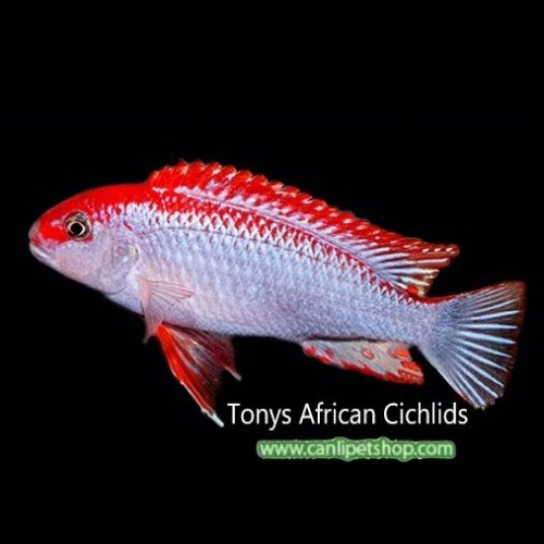 Red Top Ndumbi Ciklet 3 Adet 2-3 Cm