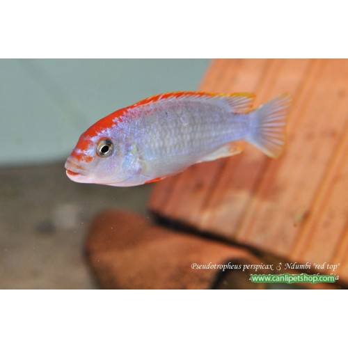 Red Top Ndumbi Ciklet 3 Adet 2-3 Cm