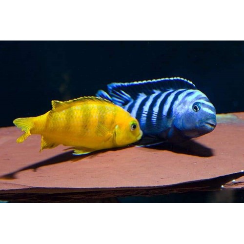 chindongo saulosi coral red  Ciklet  Koloni 3 Adet 3-4 Cm 