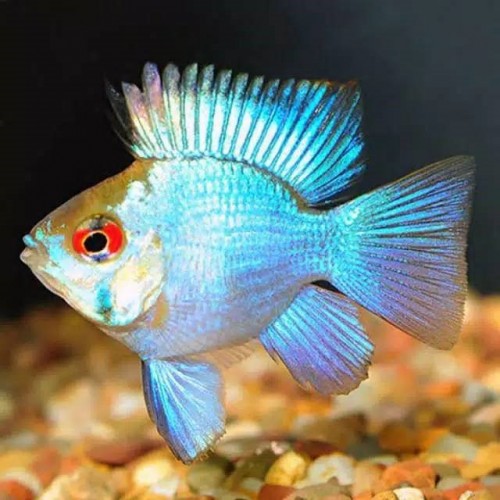Ramirezi  Balon Ciklet 1 Ad 4-6 Cm