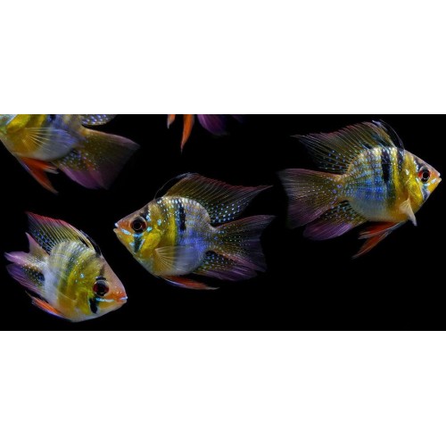 Ramirezi  Balon Ciklet 1 Ad 4-6 Cm