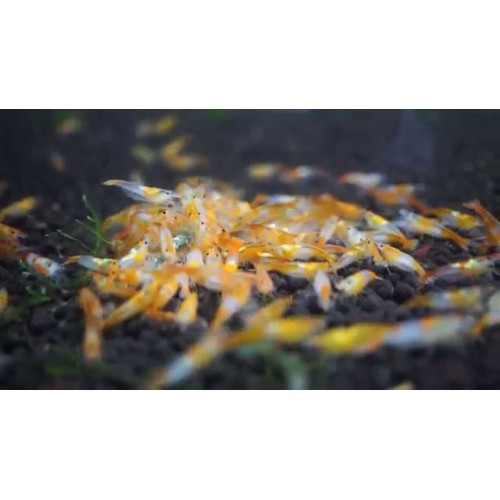 Rili Karides Turuncu 10 Ad 1-1,2 Cm Civarı