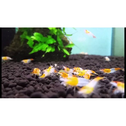 Rili Karides Turuncu 1 Ad 1-1,2 Cm Civarı