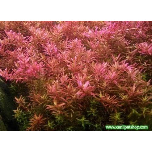 Rotala rotundifolia 20 kök