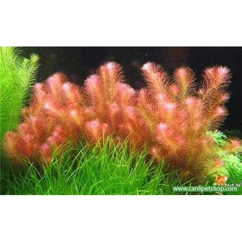 Rotala Wallichi 10 kök