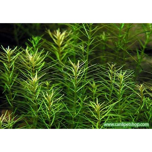 Rotala Nanjenshan 5 kök