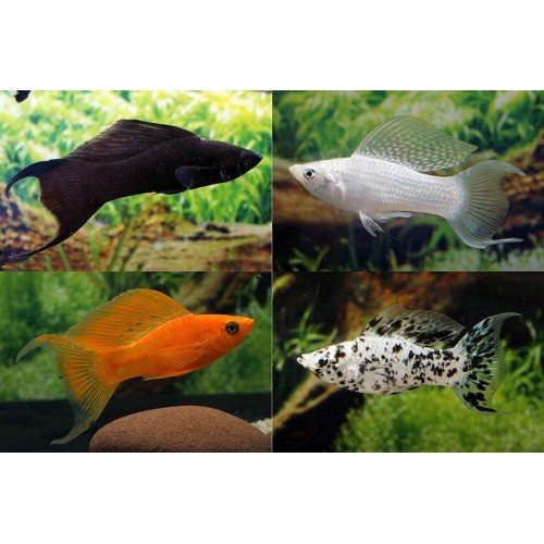 Velifera Aykuyruk (Yelken Yüzgeç Molly) 3 Adet 3-4 Cm 1 ERKEK 2 DİŞİ 