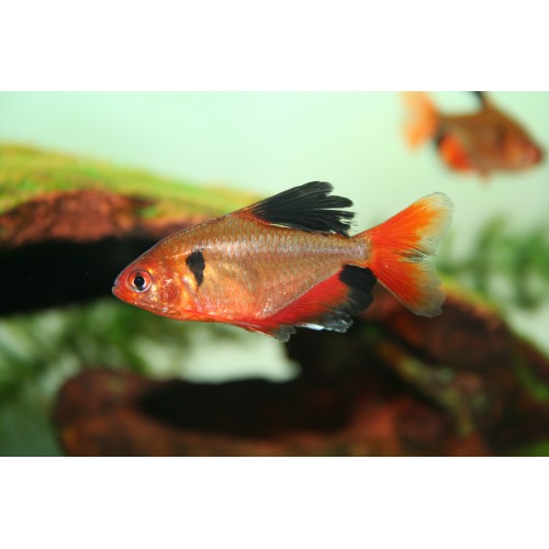 Tetra Serpae 10 Ad 2-3 Cm (3 Erkek + 7 Dişi) 