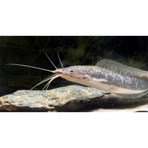 Siyah Kedi Balığı 2 Adet 1 Erkek 1 Dişi  (Black Catfish) 15-20 Cm Canlı Garantili Gönderililr