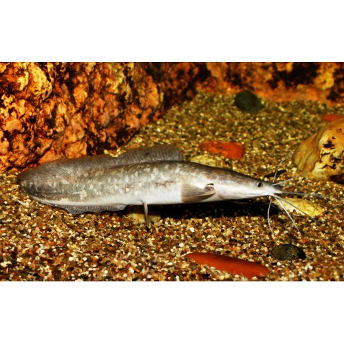 Siyah Kedi Balığı 2 Adet 1 Erkek 1 Dişi  (Black Catfish) 15-20 Cm Canlı Garantili Gönderililr