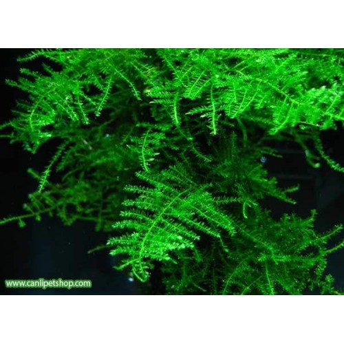 Moss Singapur Moss 1 Pkt