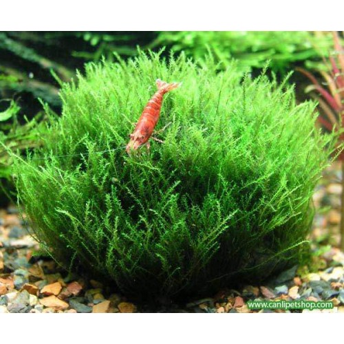Moss Stringy Moss 1 Pkt kavanoz 
