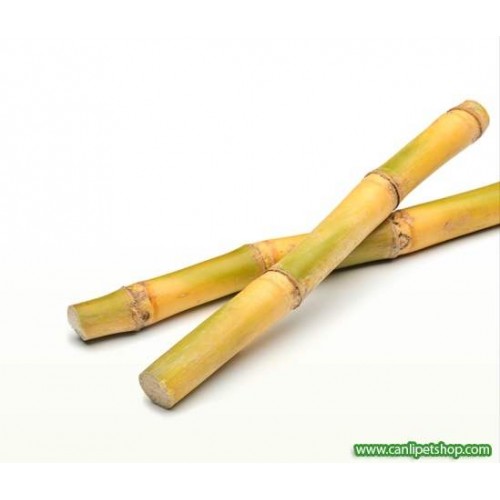Y-Karides Yuvası ve Üretim Kamışı 1 Ad 8 Cm