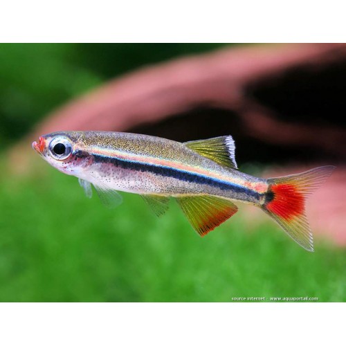 Tetra Kardinal  Bulut Tetra 5 Ad 3-4 Cm Dayanıklı