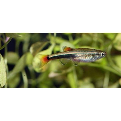Tetra Kardinal  Bulut Tetra 5 Ad 3-4 Cm Dayanıklı