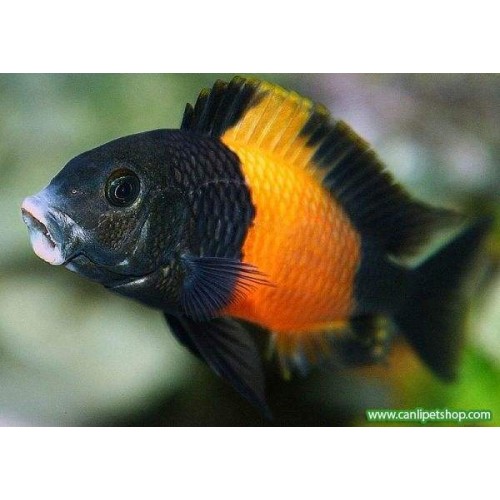 Tropheus Bemba Ciklet 1 Ad 3-4 Cm