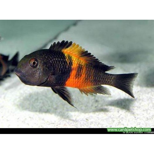 Tropheus Bemba Ciklet 1 Ad 3-4 Cm