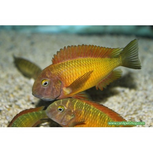Tropheus ilangi Yellow Ciklet YETİŞKİN 1 adet 10-14 Cm
