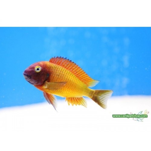 Tropheus ilangi Yellow Ciklet YETİŞKİN 1 adet 10-14 Cm