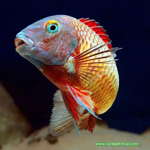 Tropheus ilangi Yellow Ciklet YETİŞKİN 6 Adet 10-14 Cm