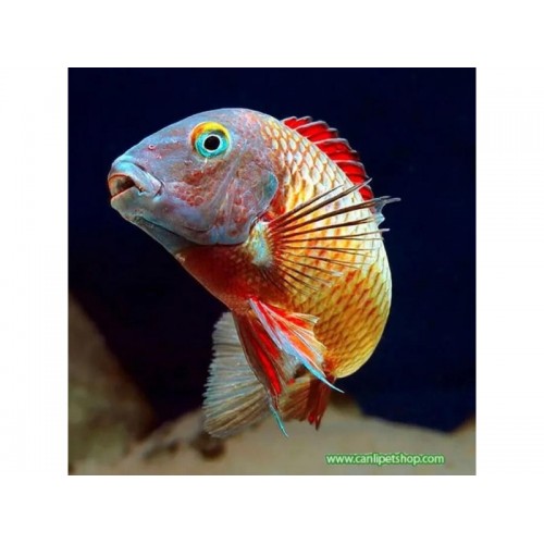 Tropheus ilangi Yellow Ciklet 1 adet 3-4 Cm