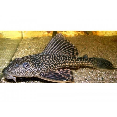 .Vatoz Normal Siyah 3 Adet 5-6 Cm 1 Erkek 2 Dişi