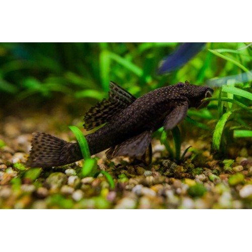 .Vatoz Normal Siyah 1 Adet 5-6 Cm