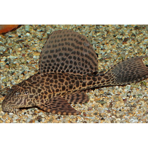 Vatoz Normal Siyah 1 Adet 13-14 Cm