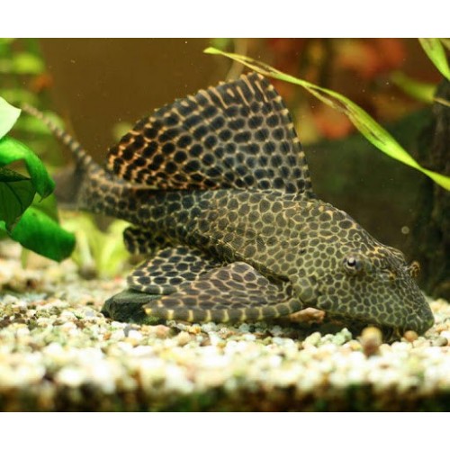 .Vatoz Normal Siyah 3 Adet 5-6 Cm 1 Erkek 2 Dişi