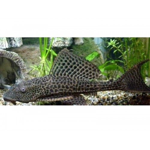 Vatoz Normal Leopar 1 Adet  5-6 Cm