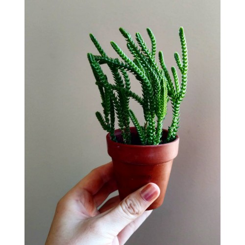 Prenses Çam Sukulent Bitkisi  - Crassula Muscosa